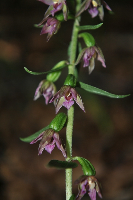 ...alla fiera delle Epipactis!